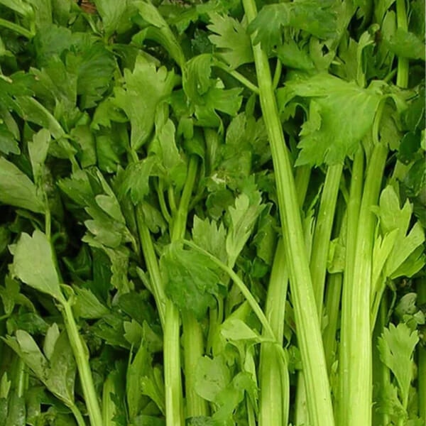 West Coast Seeds, Celery Seeds